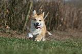 CORGI PEMBROKE 860